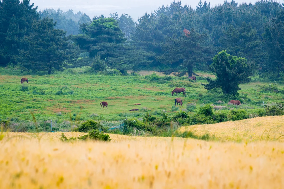 영주부석사 주말 나들이 (출처 : 한국관광공사)
