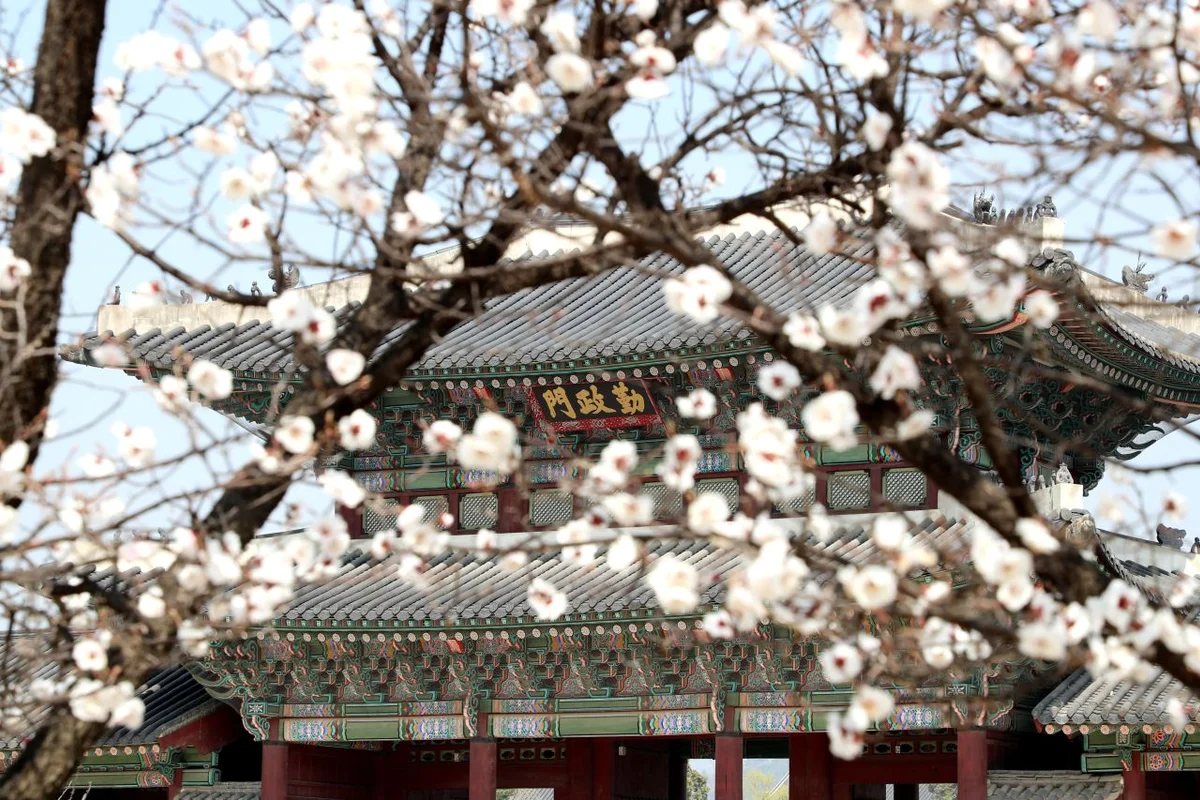 종로 봄 가볼만한곳 (출처 : 한국관광공사)