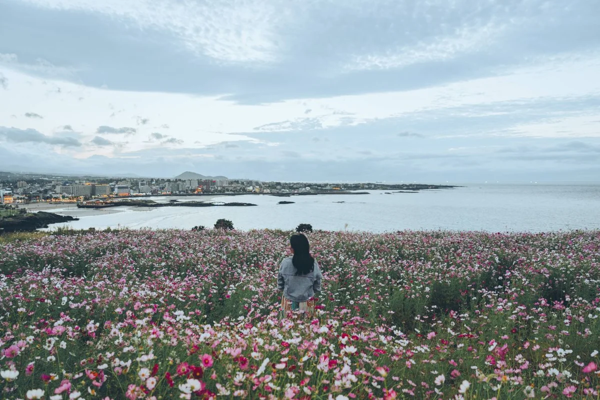 가을 정취 가득한 트레킹: 서우봉 - 함덕 여행