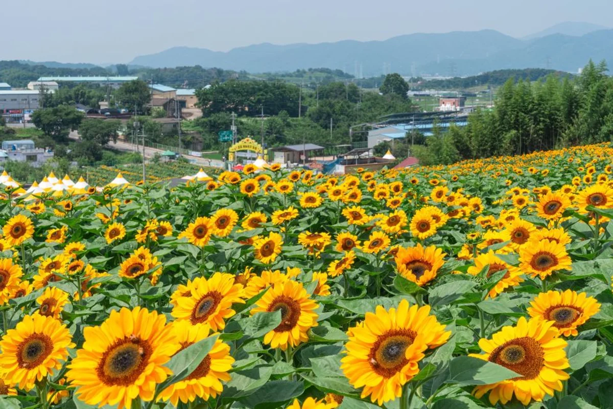 무진정 - 함안군 여행