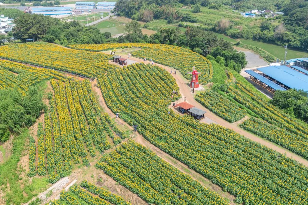 꽃물수채화 - 함안군 여행