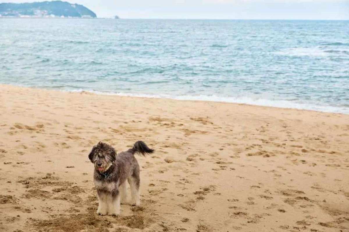 대관령 해수욕장: 겨울 여행의 새로운 발견 - 대관령 여행