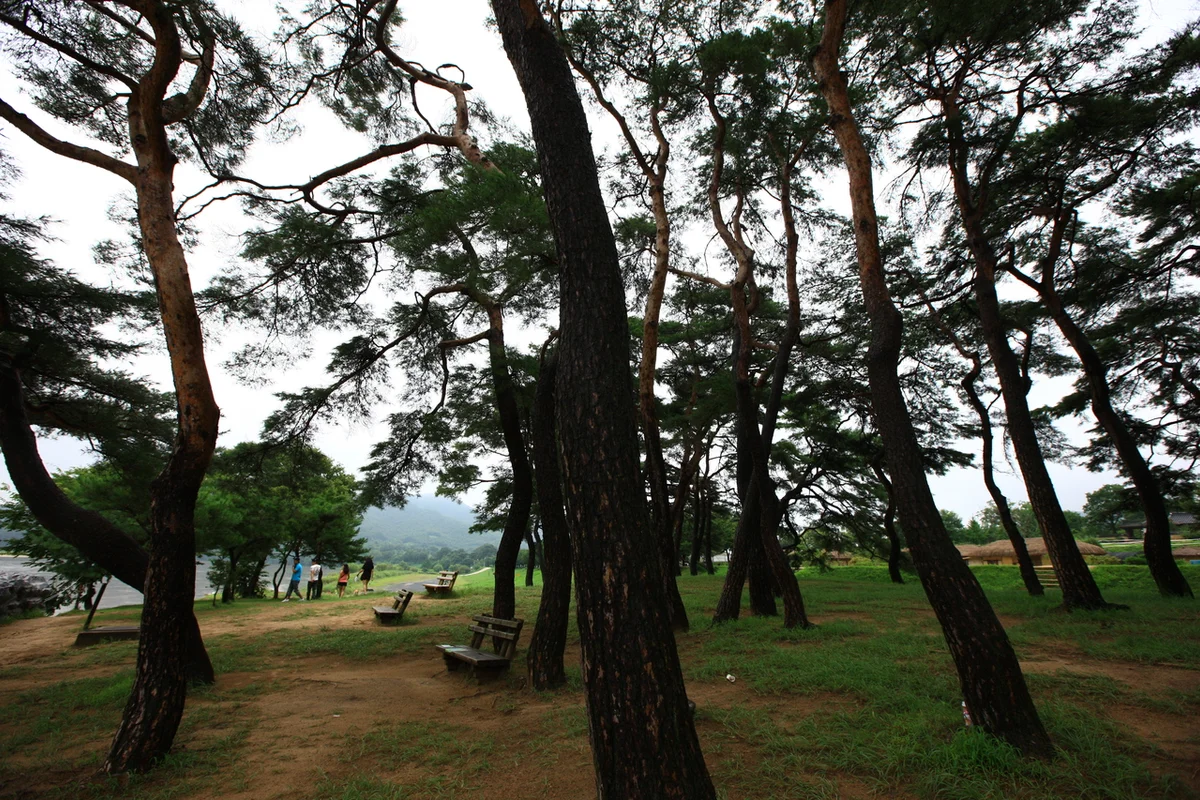 안동하회마을 만송정 숲 - 안동여행 여행