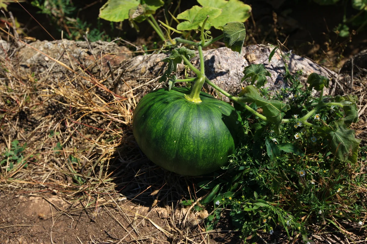 영양 두들마을 - 영양 여행 여행