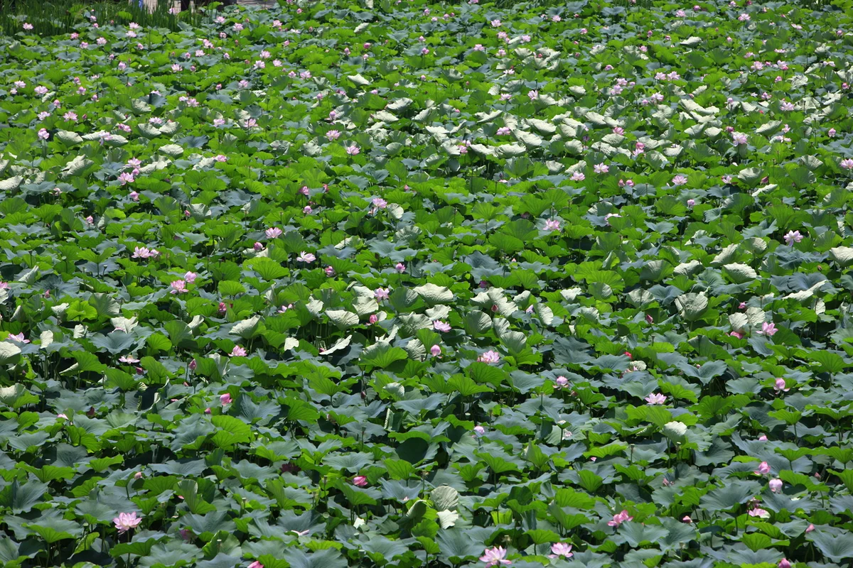 전주덕진공원팽나무노거수 - 전주여행 여행