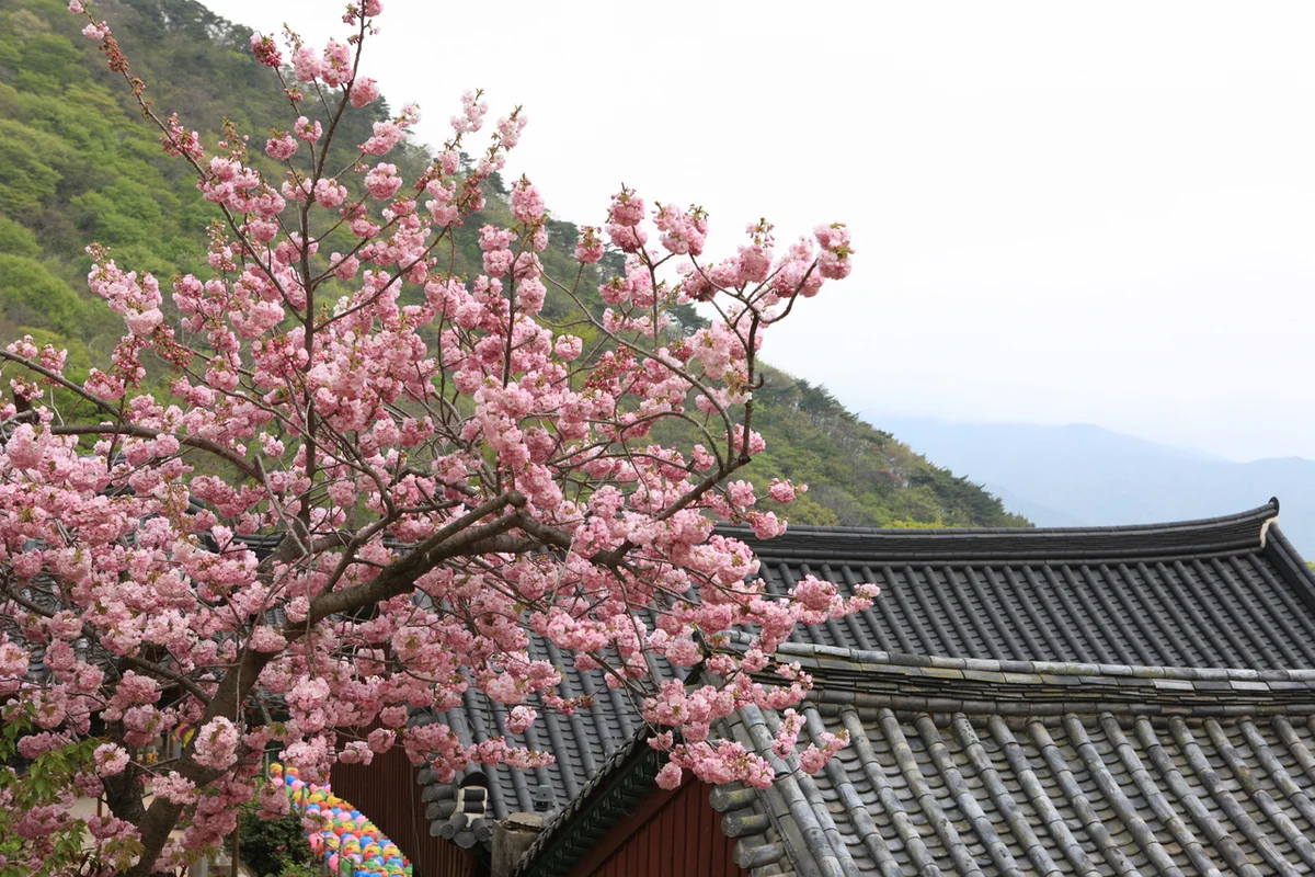 용문사 - 함평여행 여행
