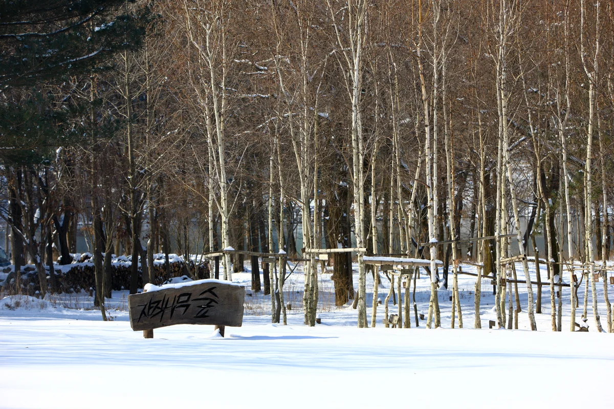 자작나무 숲 - 남이섬 여행