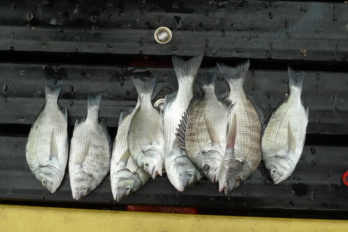 정남진 해양낚시공원 - 장흥축제 여행