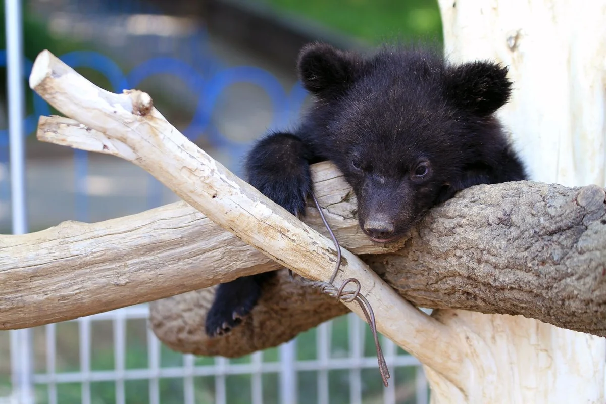 베어트리파크 - 베어트리파크 여행