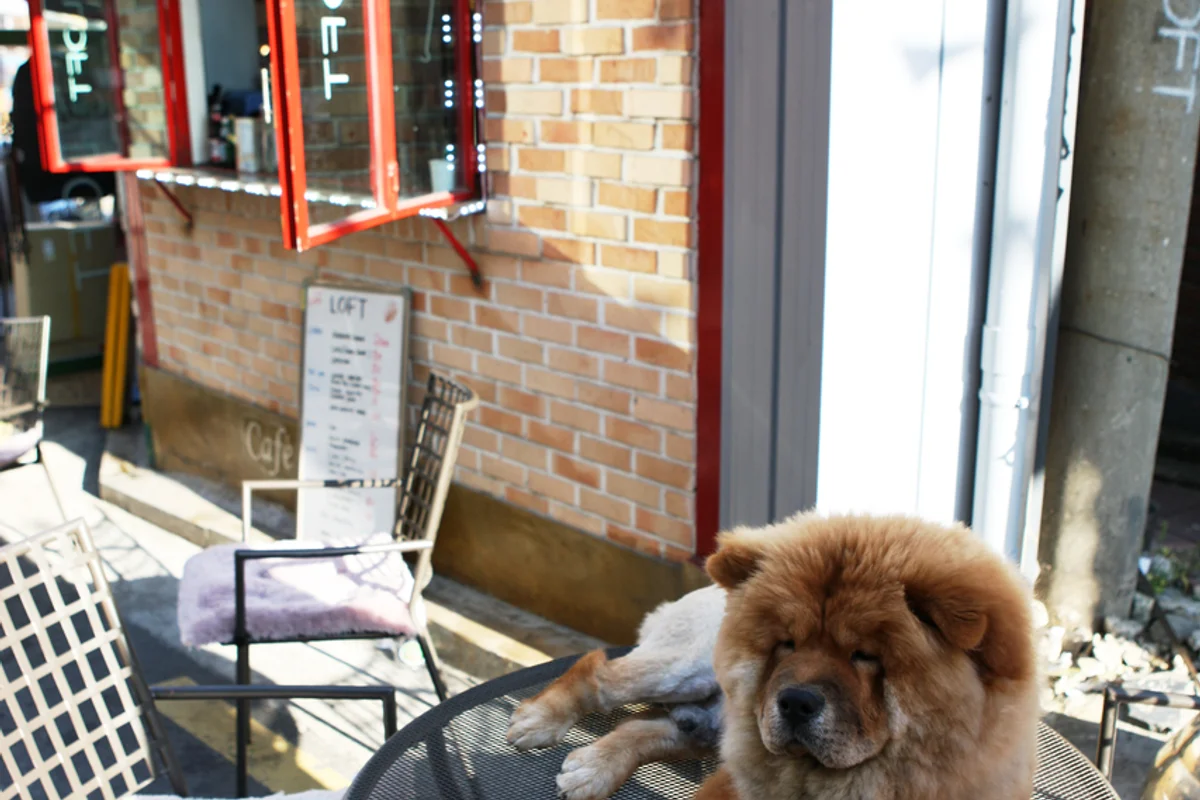 이태원 봄 나들이 (출처 : 한국관광공사)