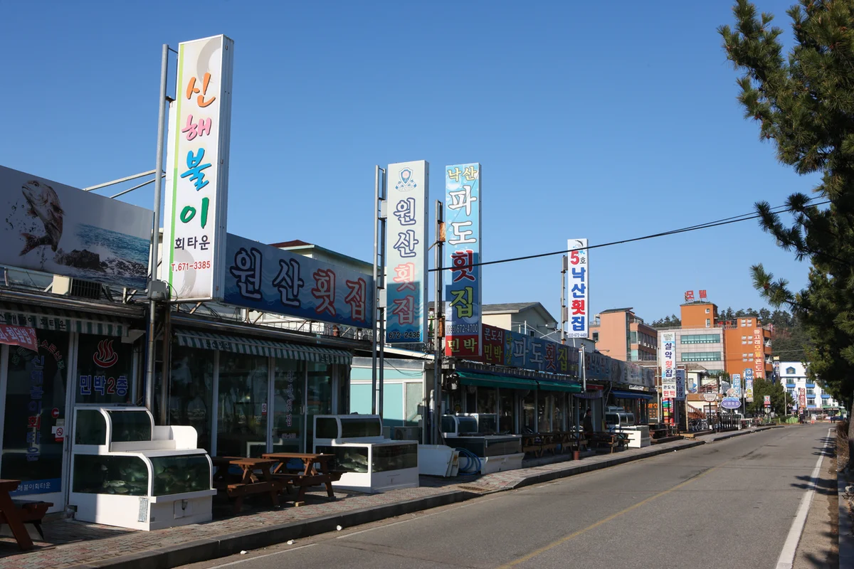 거례리사랑나무 - 화천 여행
