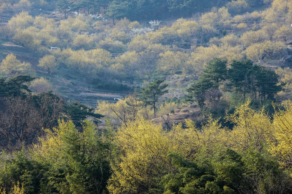 구례산수유마을 야경 명소 (출처 : 한국관광공사)