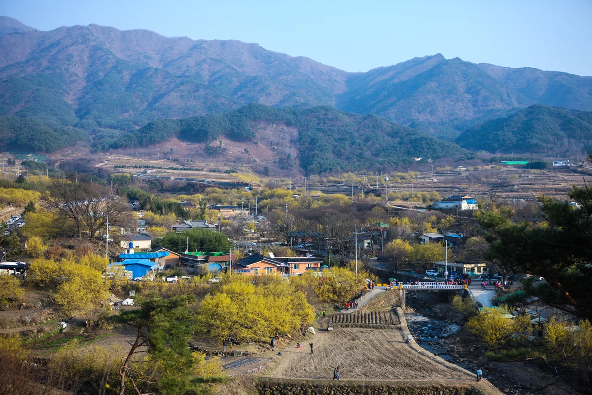 구례산수유꽃축제장 - 구례여행 여행