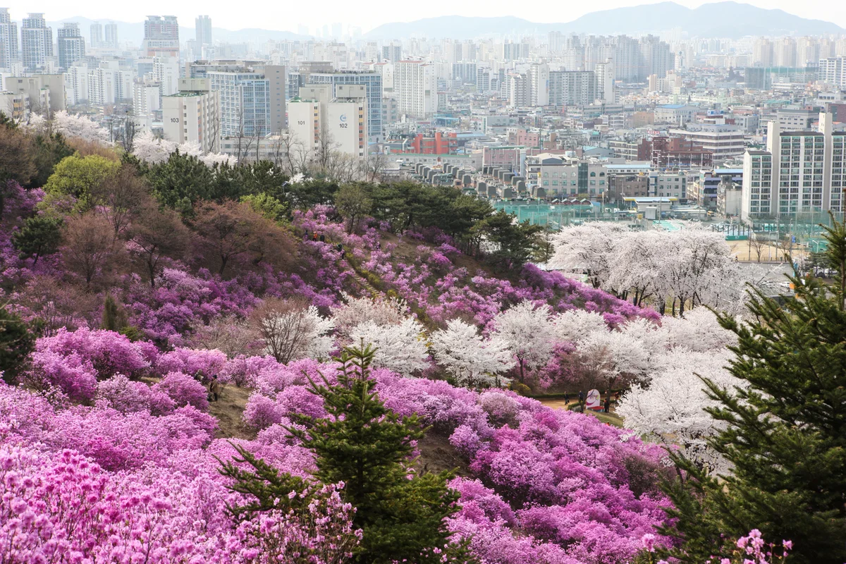 원미산 진달래동산 - 부천여행 여행