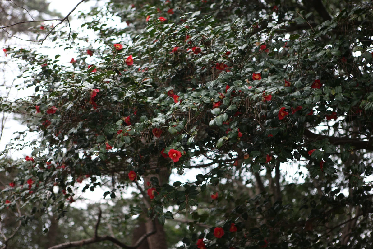 오동도자전거대여소 - 오동도 여행