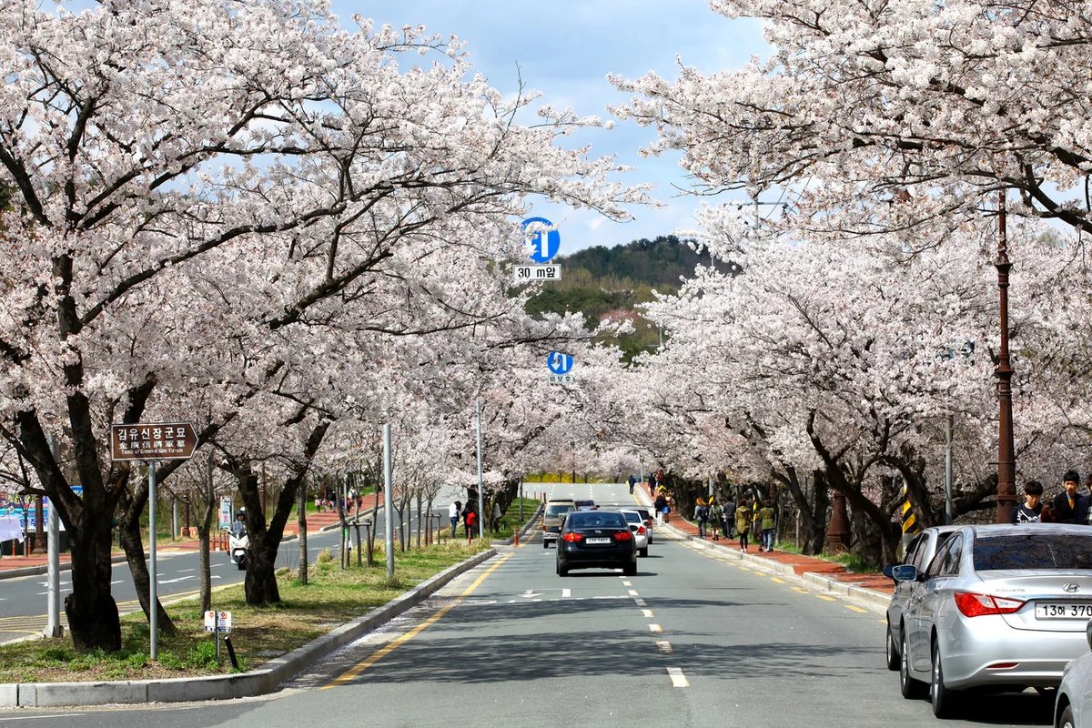흥무로 - 경주벚꽃 여행
