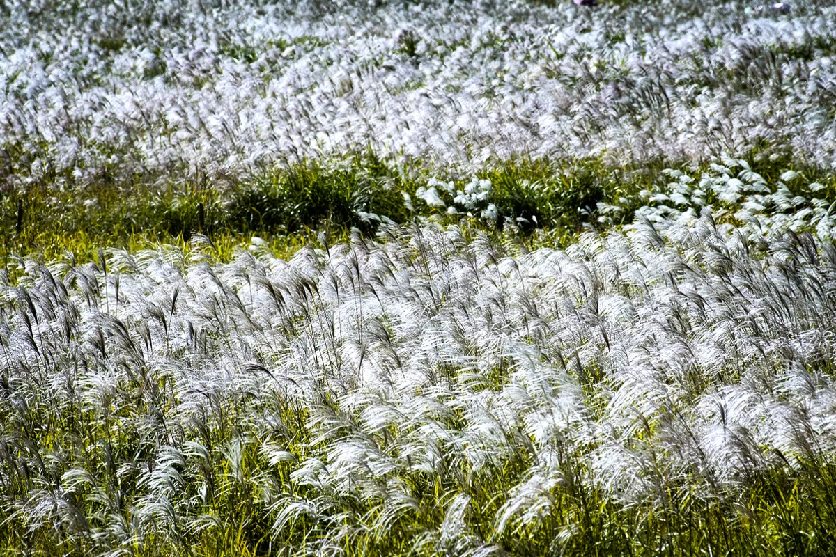 하늘공원 - 상암 여행