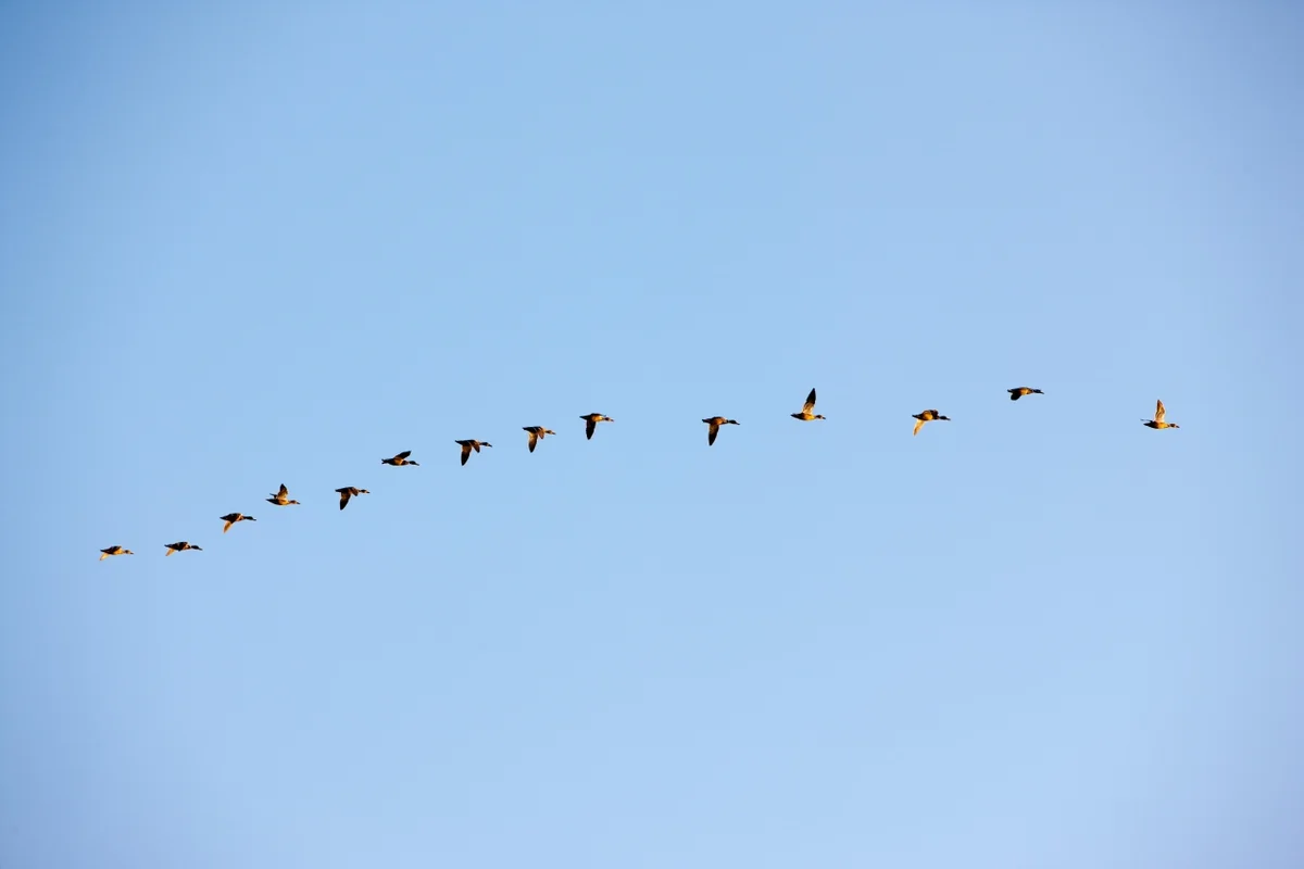 신성리 갈대밭 - 서천 여행