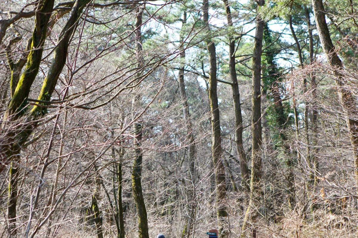 사려니숲길 가볼만한곳 - 제주여행 여행