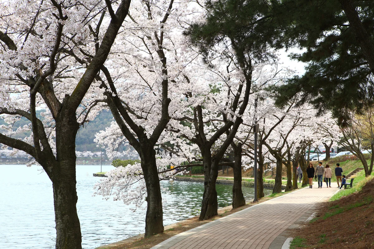 보문호수 벚꽃길 - 경주벚꽃 여행