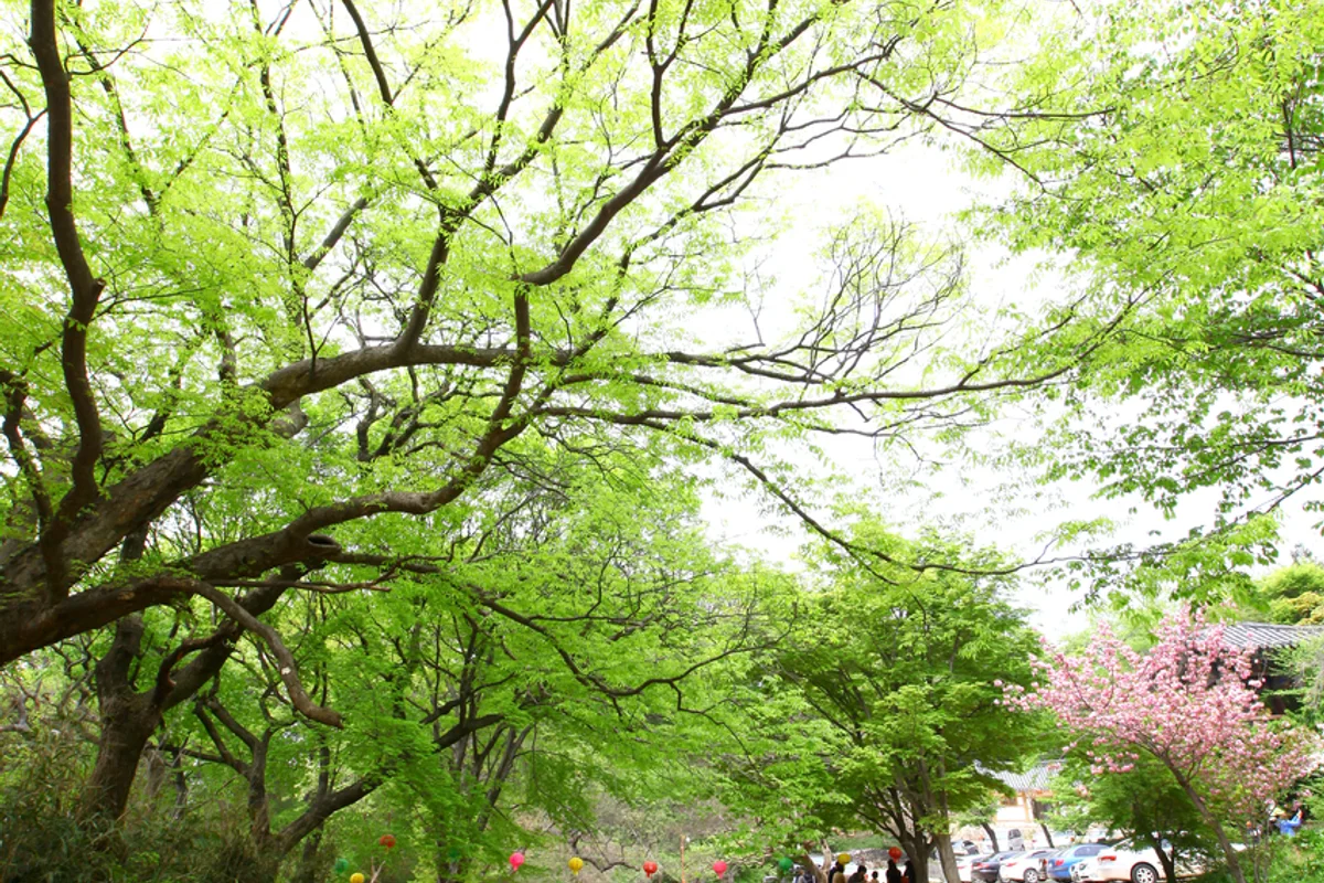 개심사 - 서산여행 여행