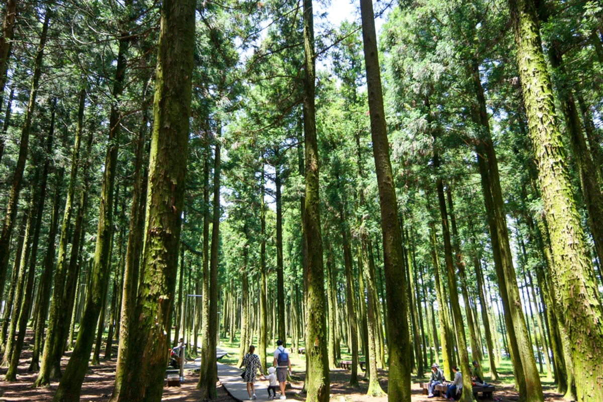 제주 절물 자연 휴양림 - 제주여행 여행