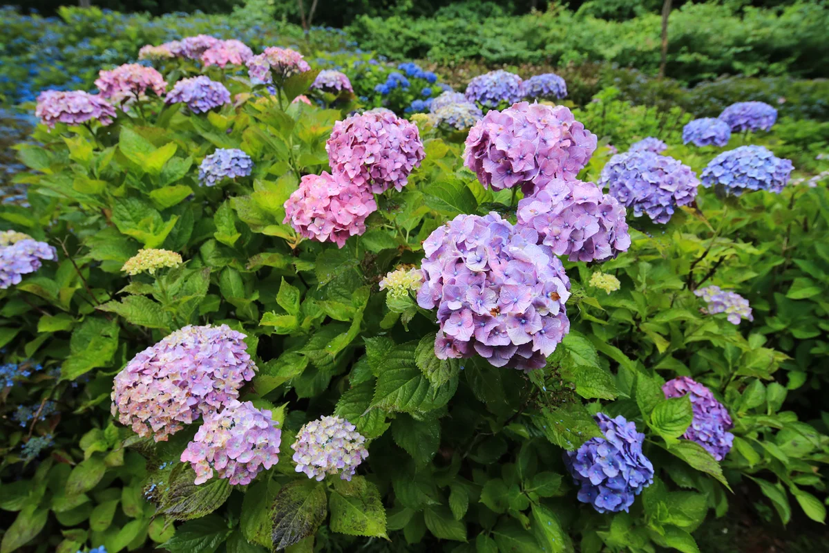 울산대공원 수국 명소 (출처 : 한국관광공사)