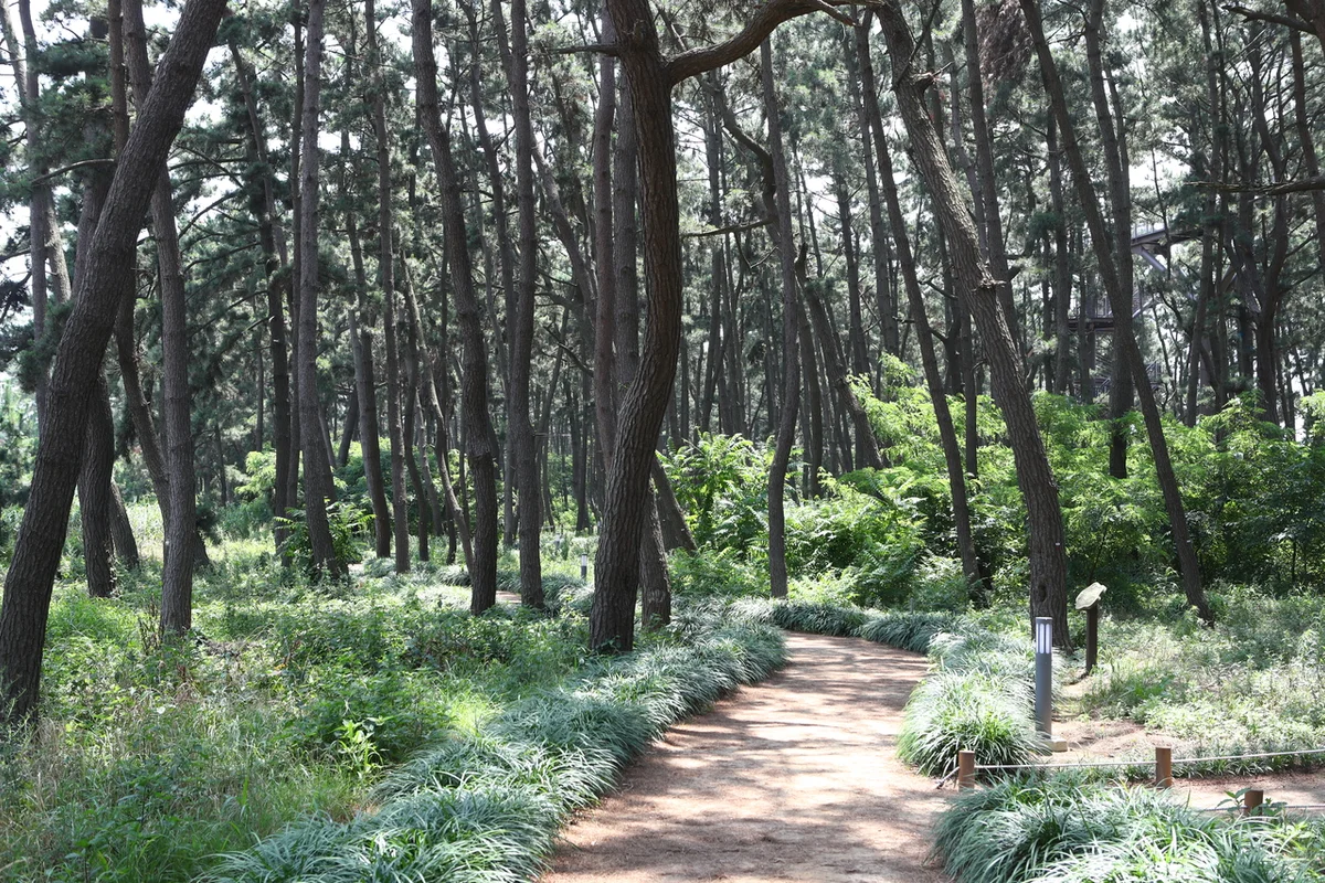 장항스카이워크 전망대 - 서천 여행