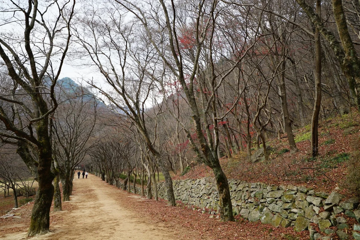 정읍구절초지방정원 - 정읍여행 여행