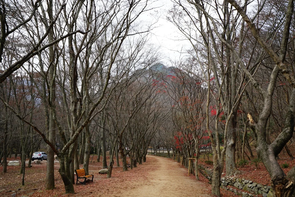 내장산단풍생태공원 - 내장산 여행