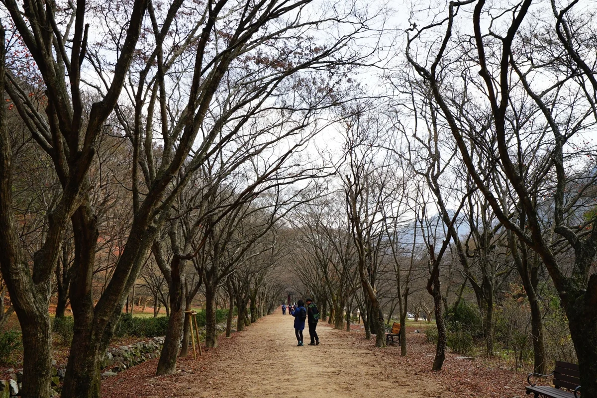 내장산단풍터널 - 내장산 여행