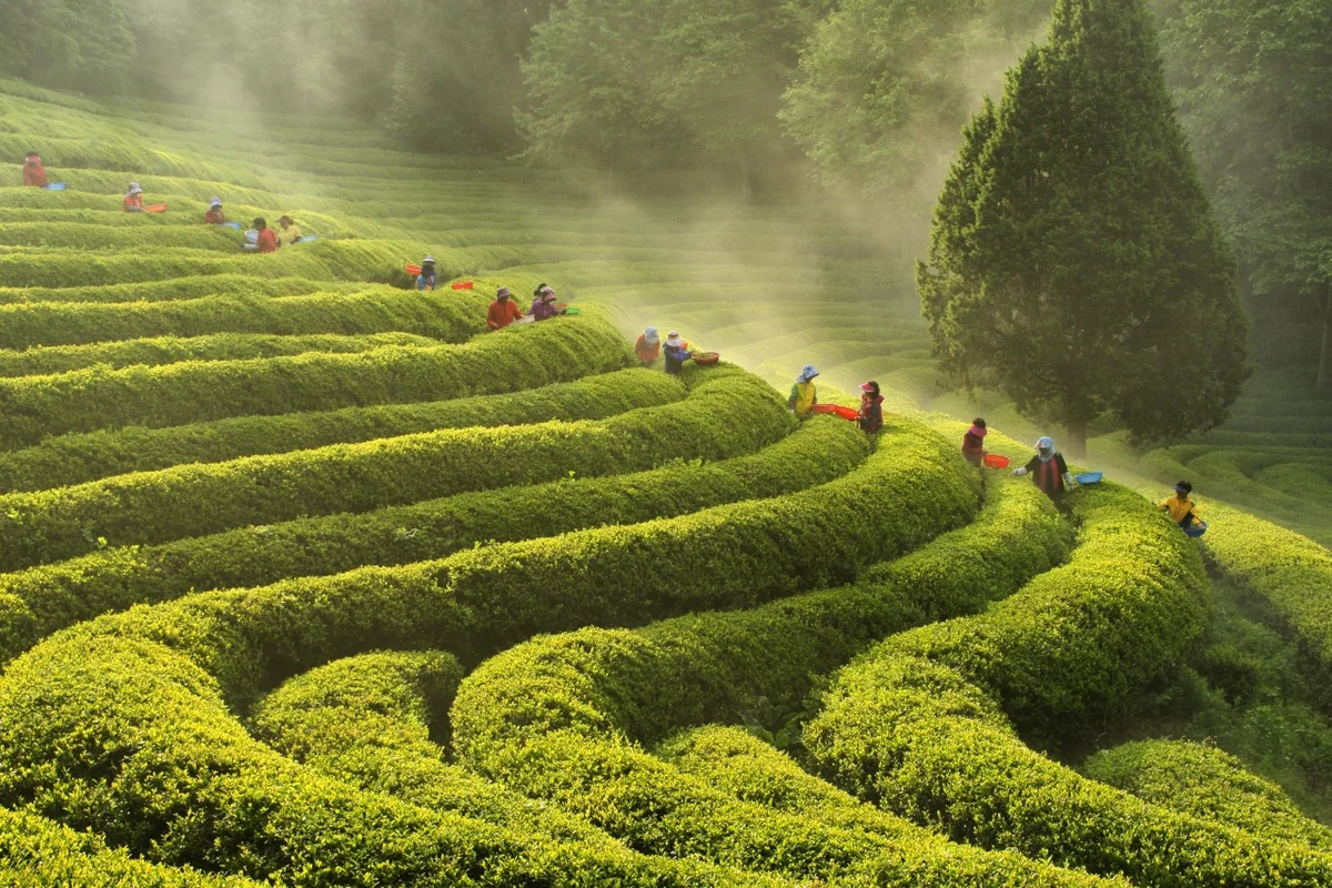 율포해수녹차센터 - 보성여행 여행