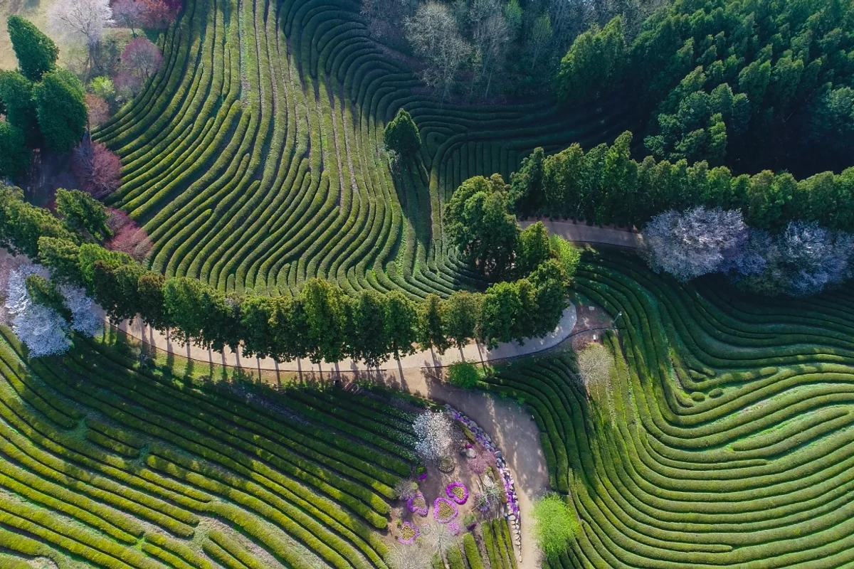 숲정원 윤제림 - 보성여행 여행