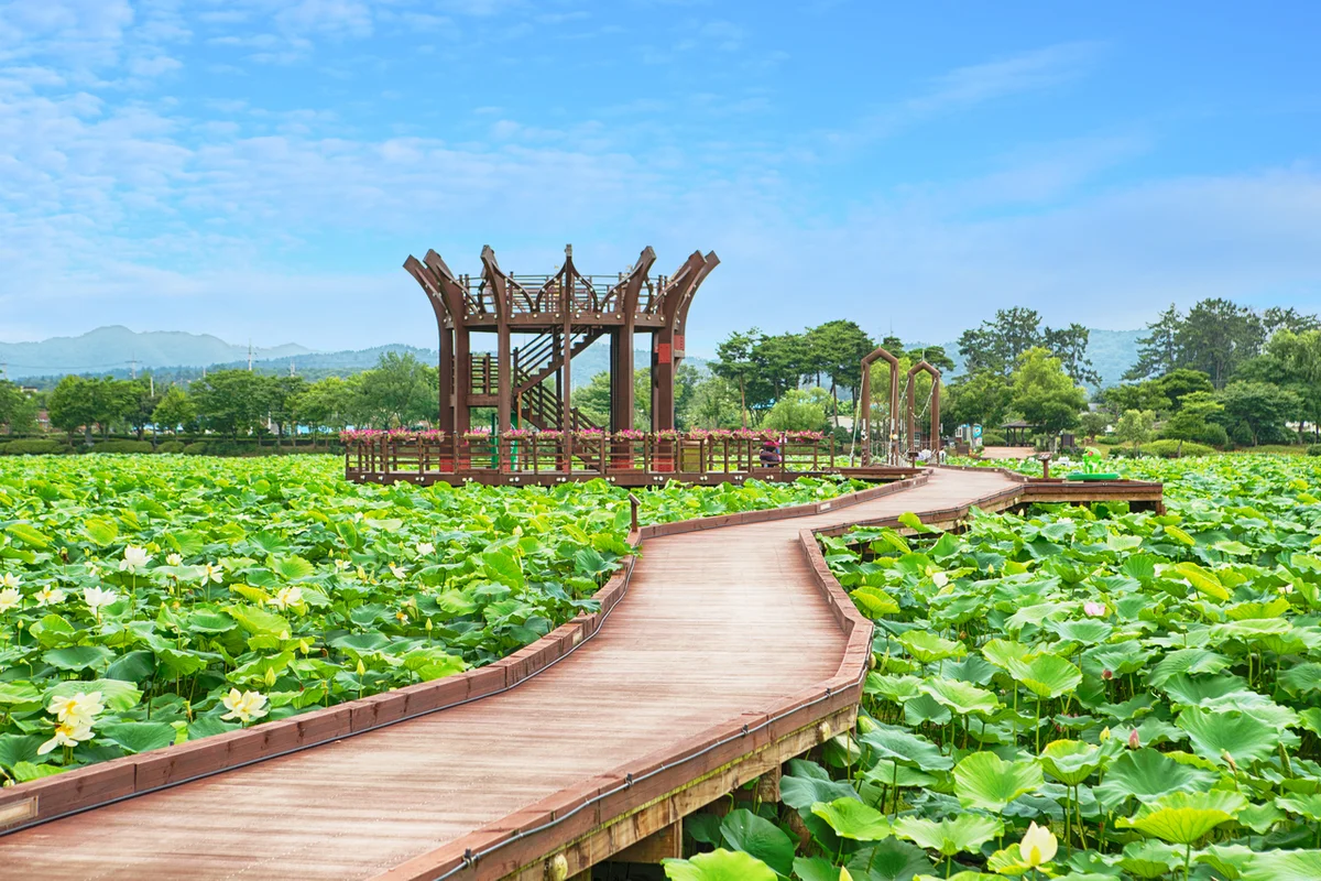 회산 백련지 - 무안여행 여행