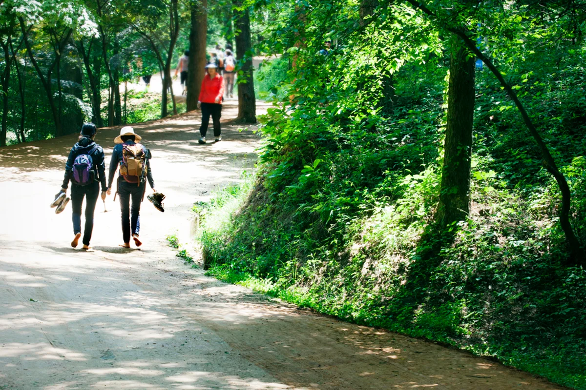장동산림욕장 - 대덕구여행 여행
