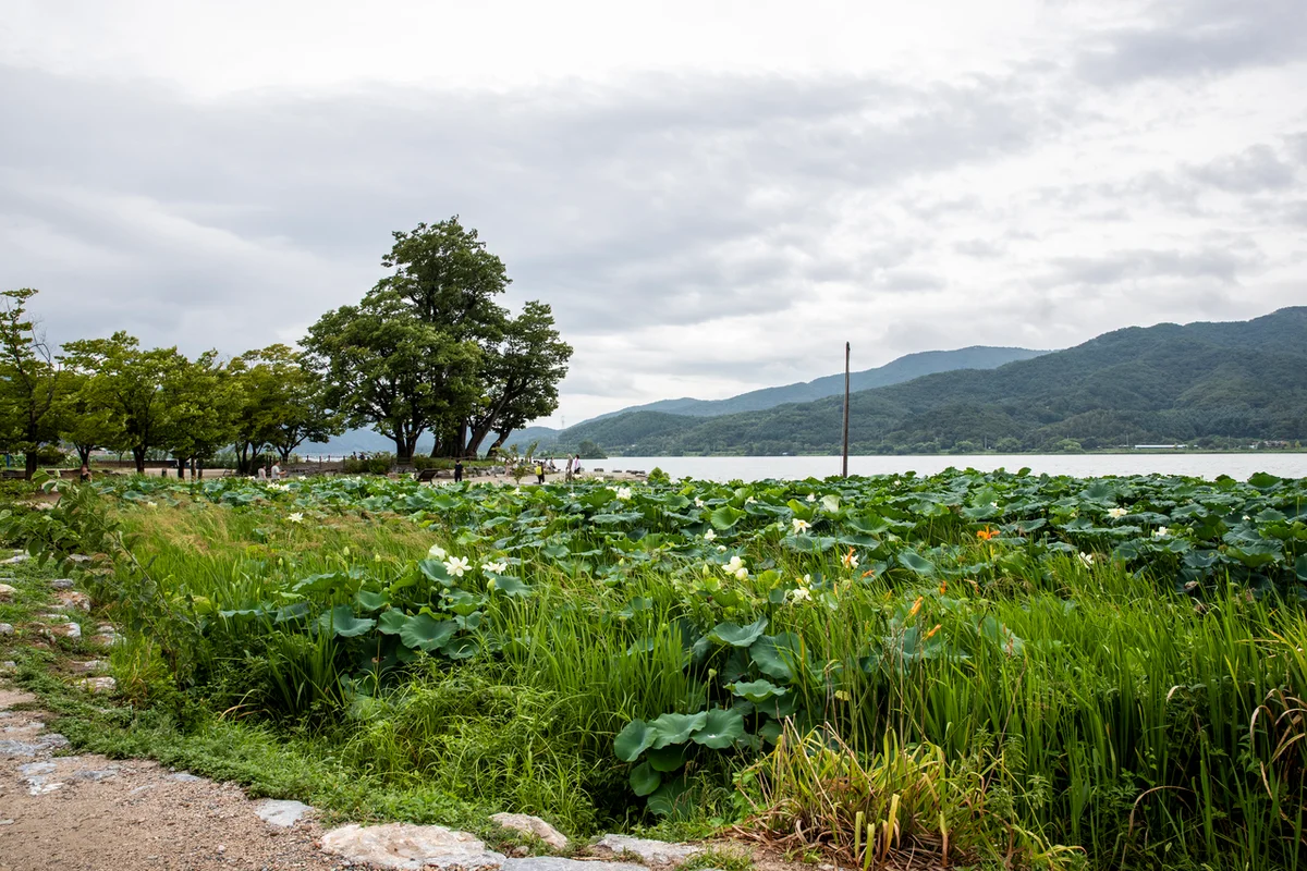 양평 단월 고로쇠축제 - 양평 여행
