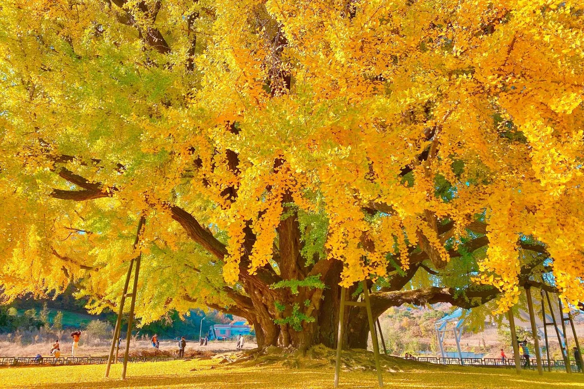 원주 반계리 은행나무 - 원주시 여행