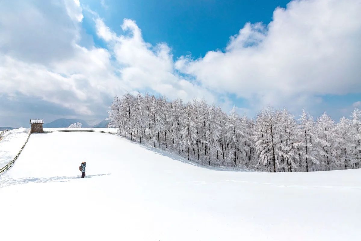평창 매화 개화 (출처 : 한국관광공사)