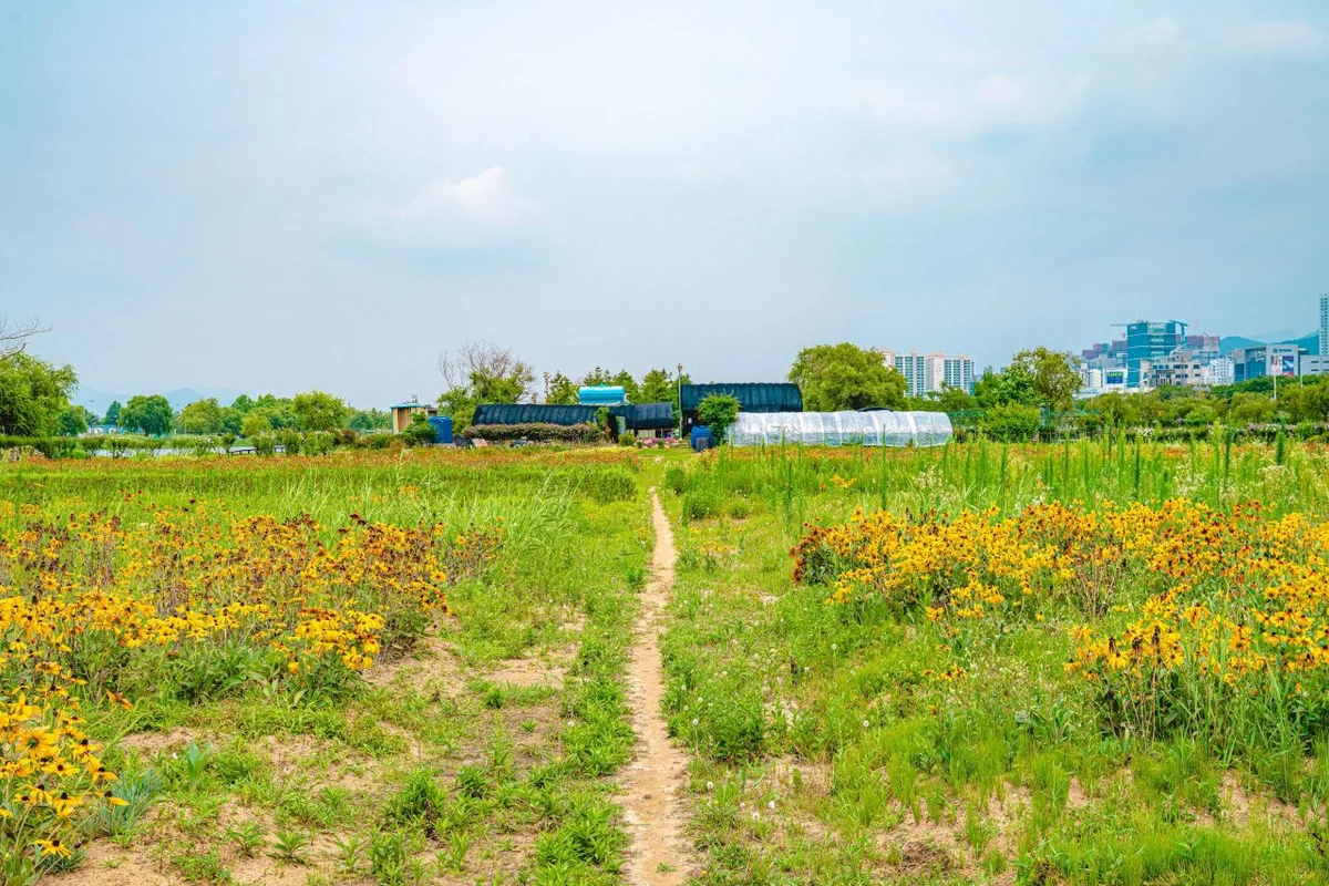 감전야생화단지 - 사상구 여행