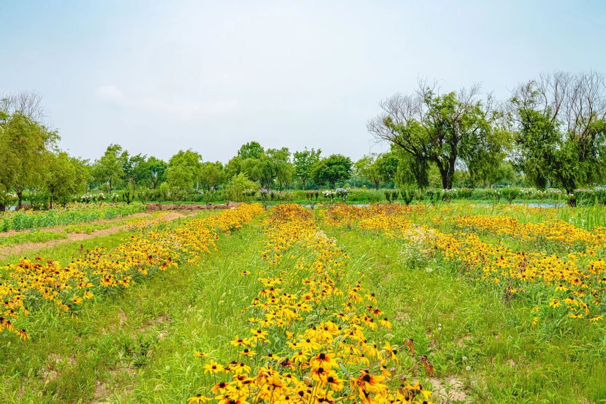 감전야생화단지 - 사상구 여행