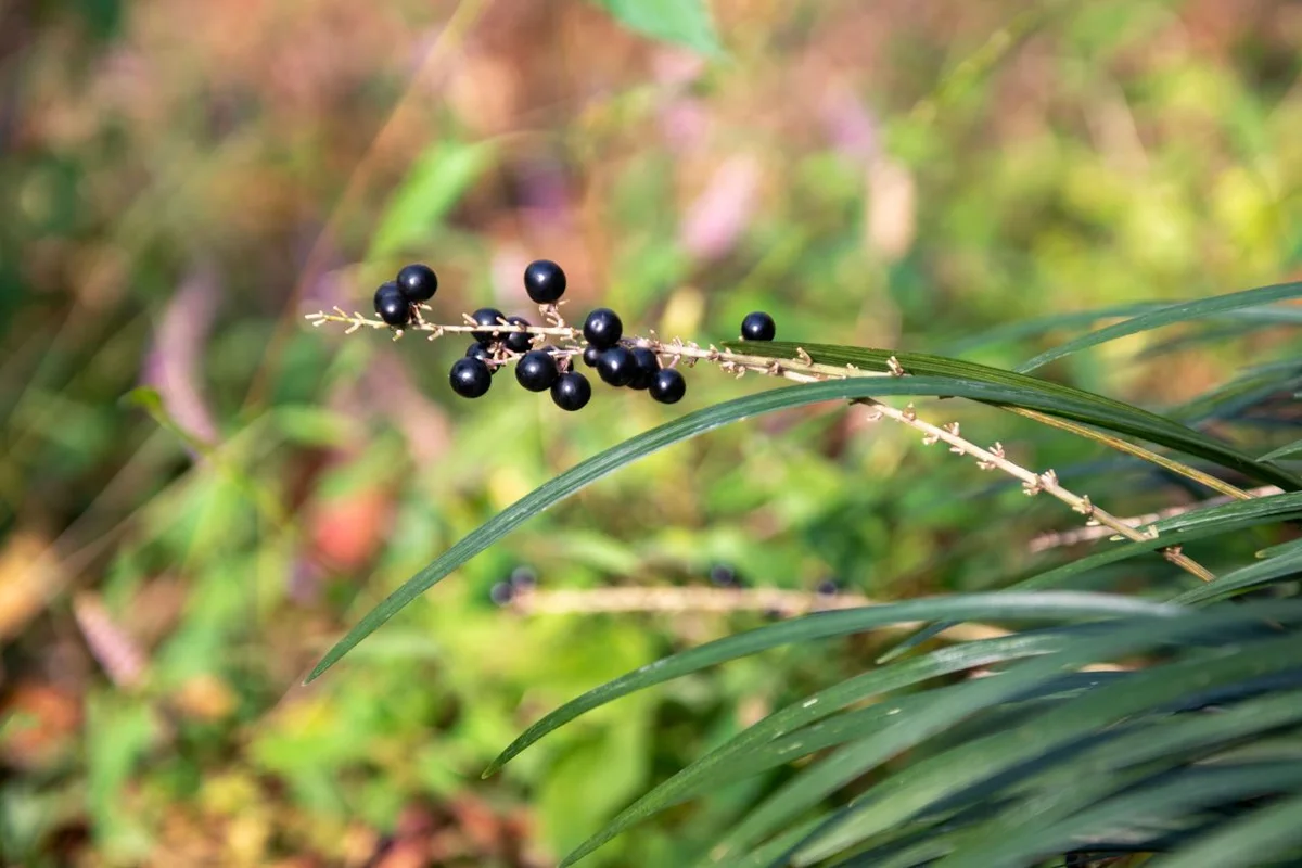 온천천시민공원 - 연제캠핑 여행