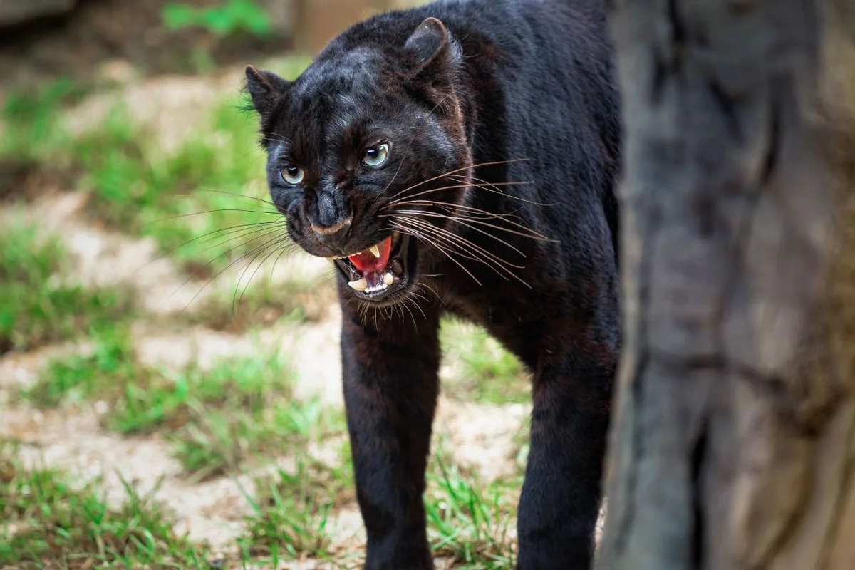 네이처파크 - 달성 여행