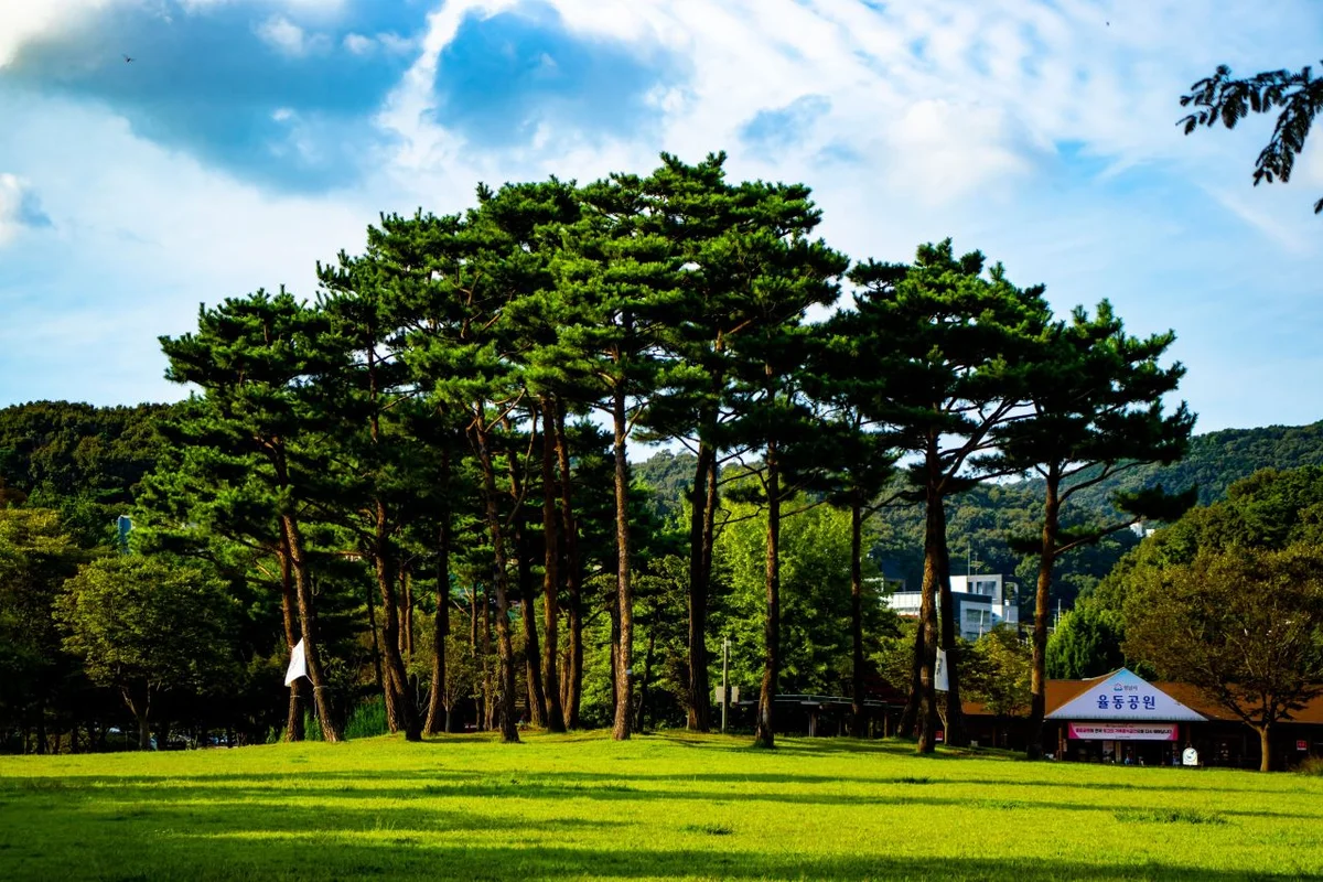 율동공원 - 성남시벚꽃 여행