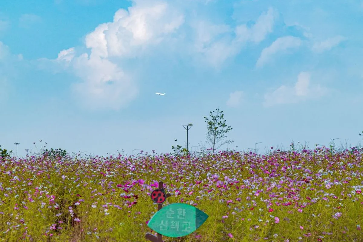 월미도 근교 유채꽃 명소: 계양꽃마루 - 월미도 여행