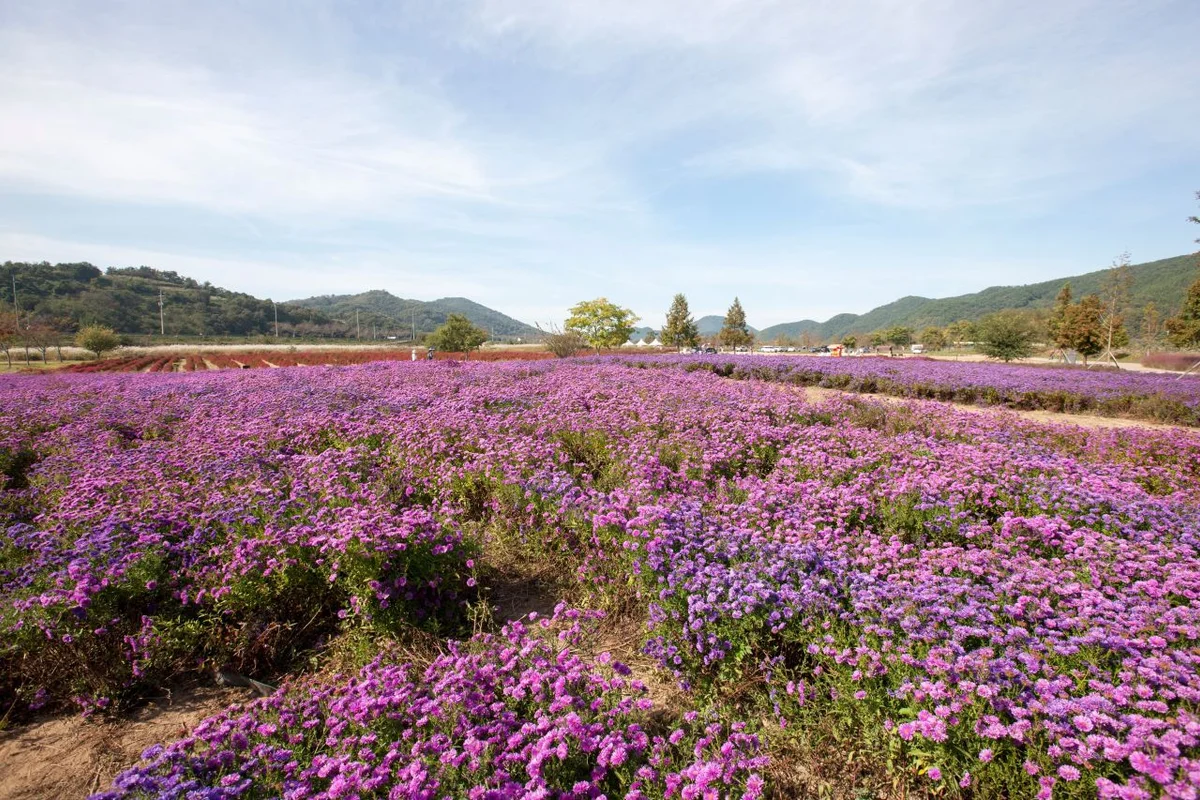 가가홀스승마체험장 - 의령여행 여행