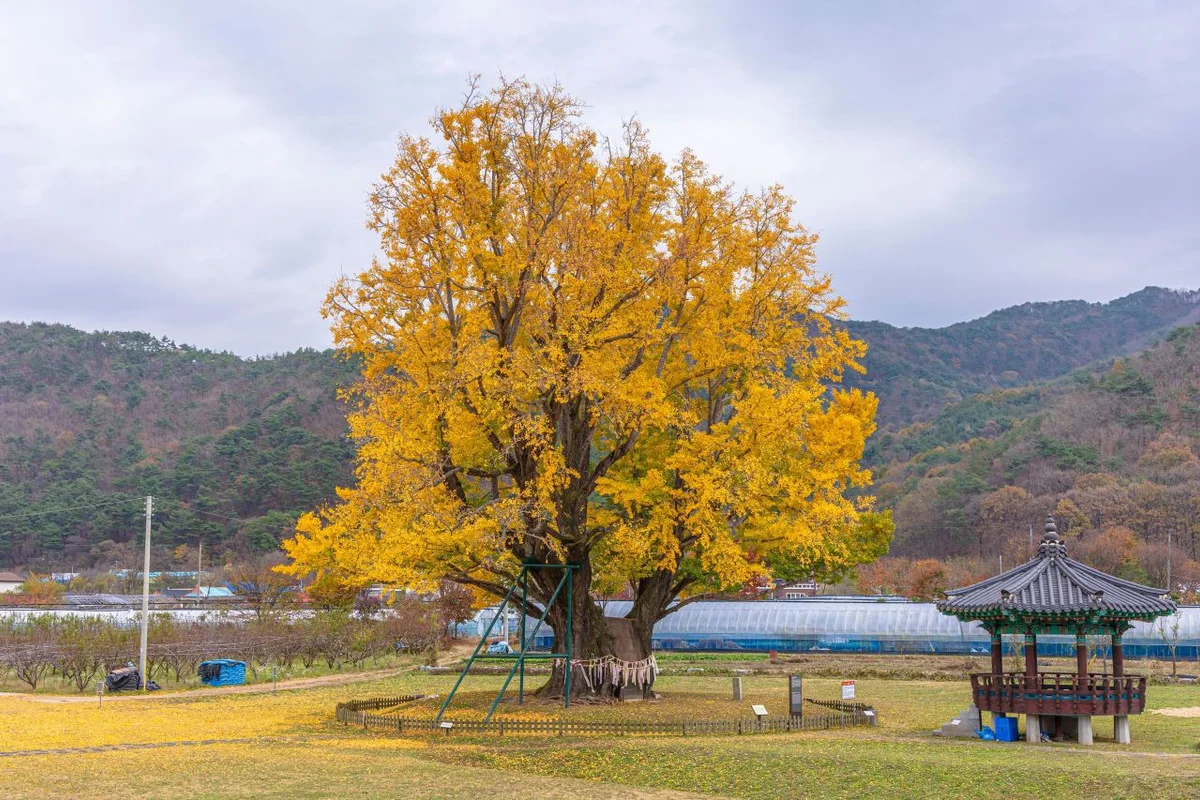 요광리 은행나무 - 담양여행 여행