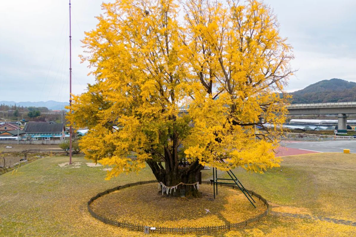 홍도마을 - 금산여행 여행