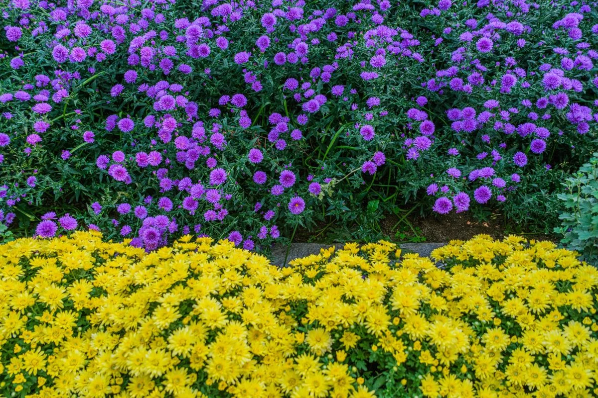 피나클랜드 수목원 - 아산여행 여행