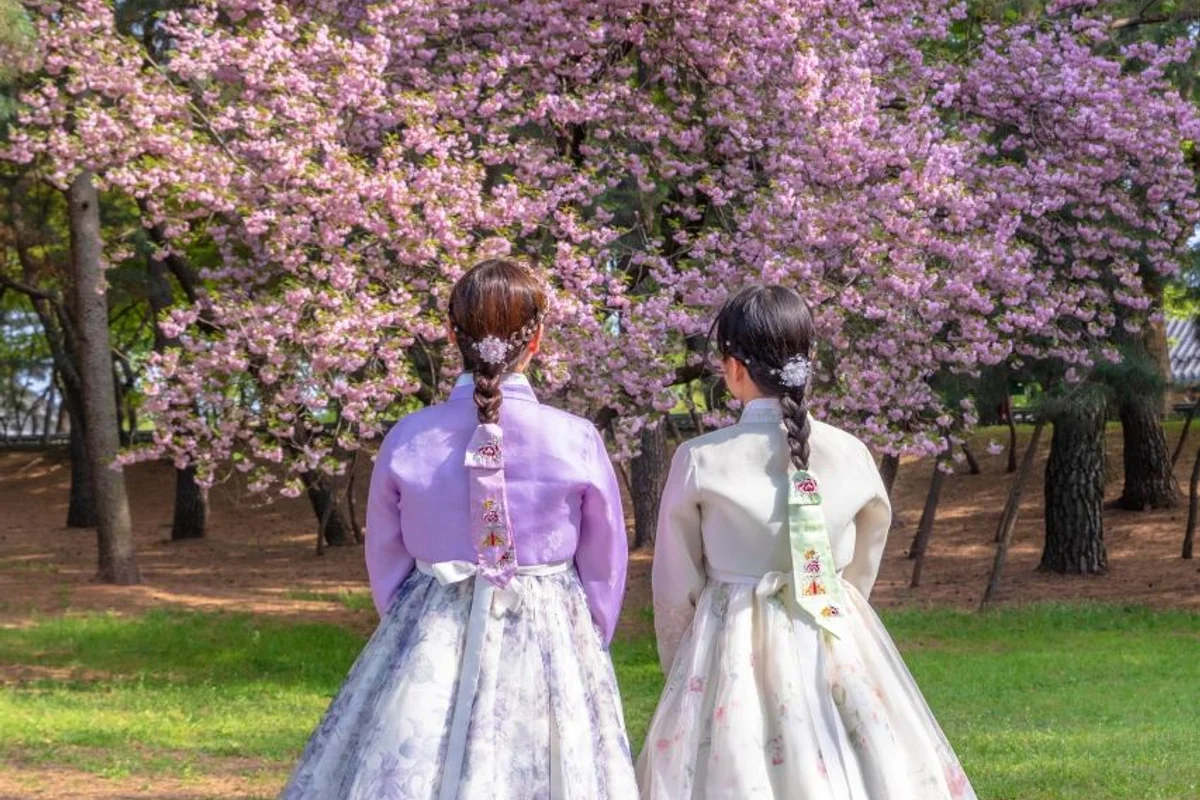 경주 벚꽃 명소 (출처 : 한국관광공사)