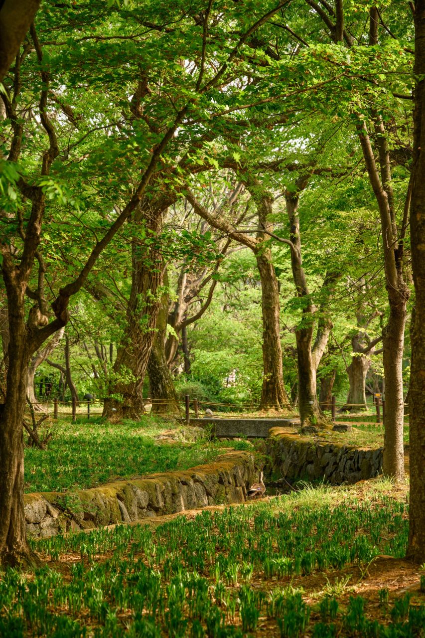 4월 서울 벚꽃 드라이브 (출처 : 한국관광공사)
